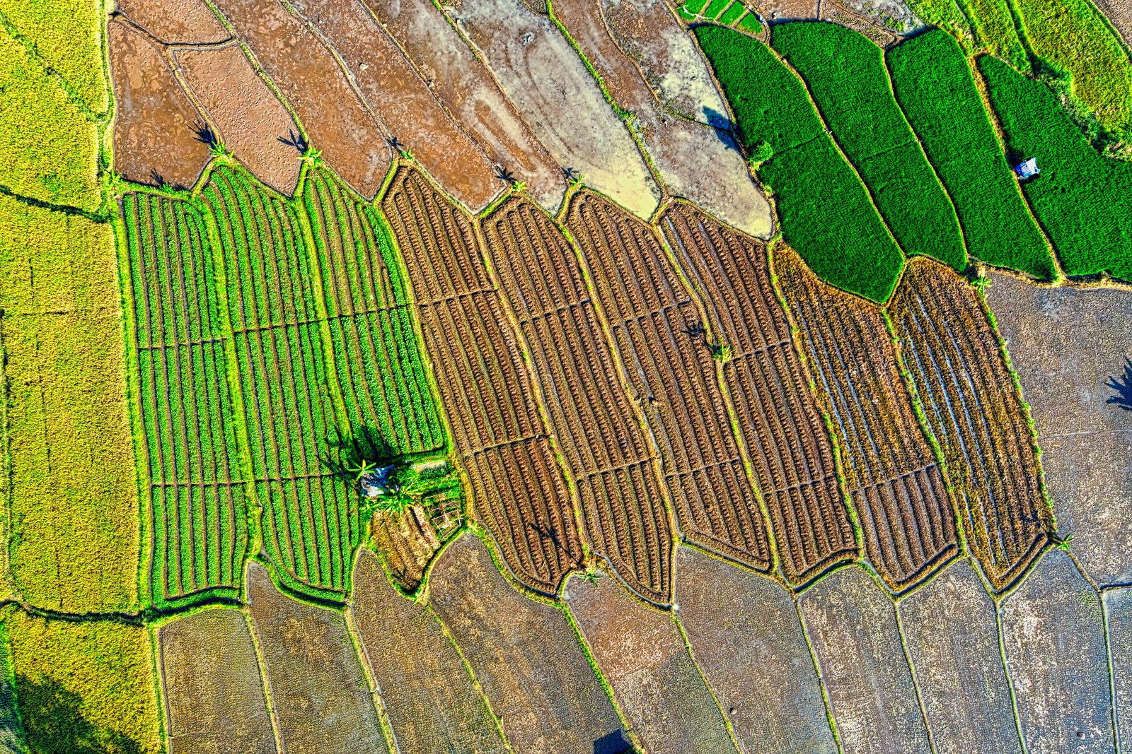 Monitoreo agrícola con dron en Andalucía