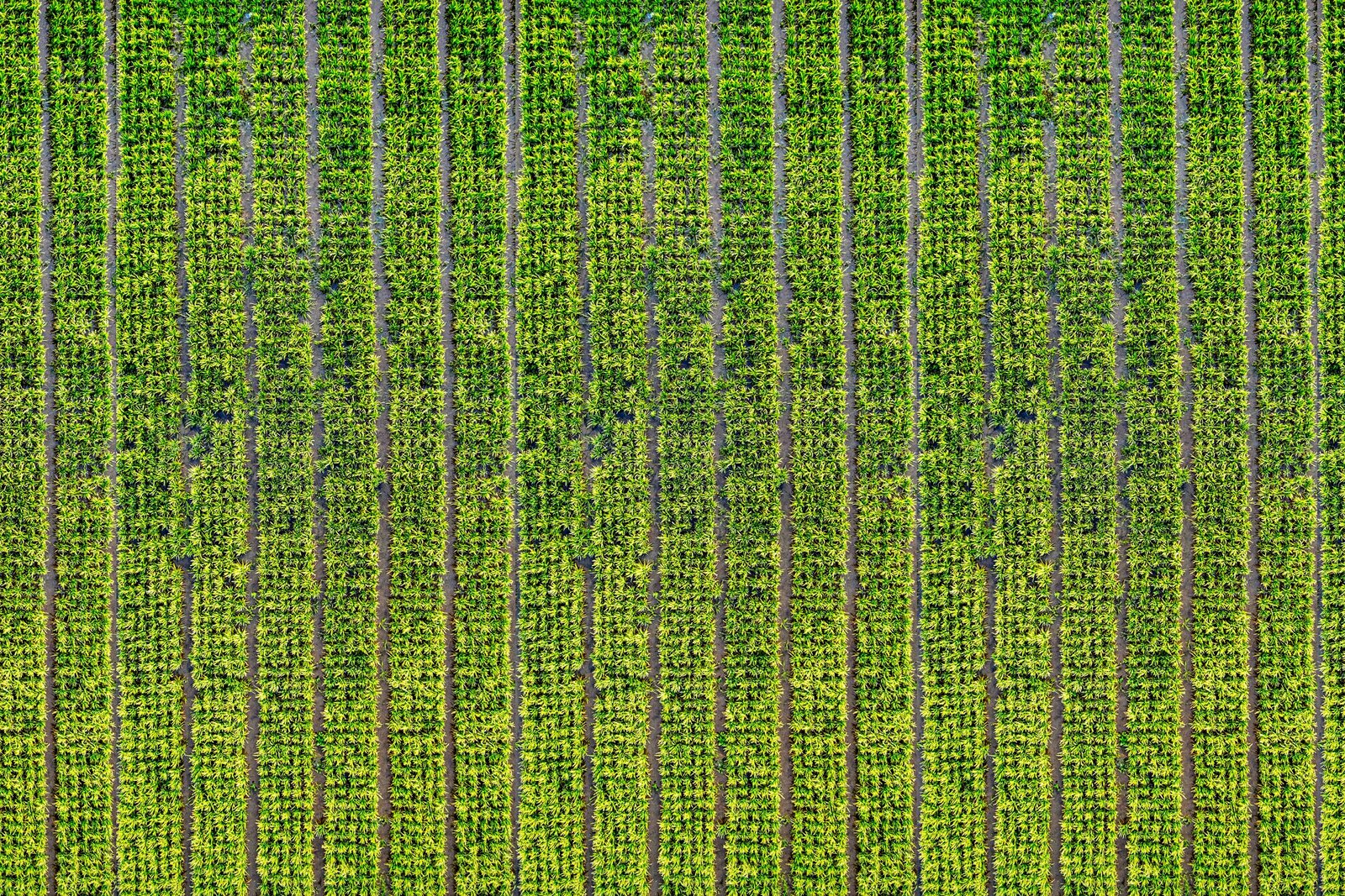 Catastros y cartografía agrícola